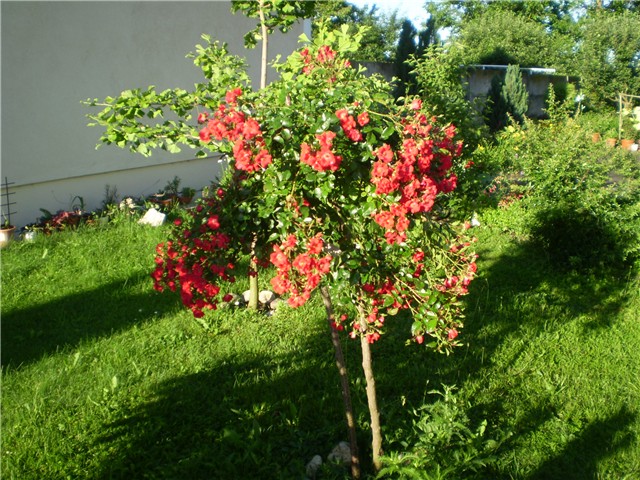 ružica
